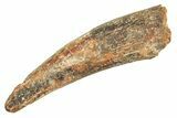 Large, Fossil Pterosaur (Siroccopteryx) Tooth - Morocco #297028-1